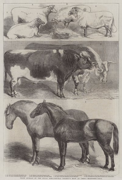 Prijsdieren op de Royal Agricultural Society